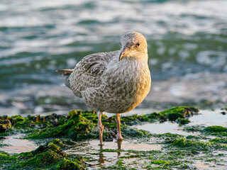 Herring gull, by the sea, young bird