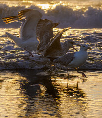 Herring gull, by the sea, young bird