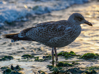 Herring gull, by the sea, young bird
