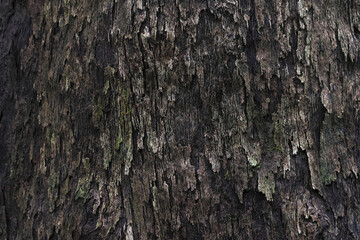 Close up detail of dark brown tree bark texture. rugged, natural, and coarse wood background shows rustic ancient pattern, feeling weathered and full of character