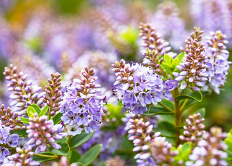 Obraz premium Beautiful blooming of Veronica plant (Hebe andersonii) with delicate purple and lavender flowers. Evergreen garden shrub with lush green foliage. Gardening concept.