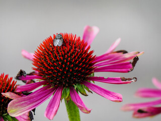 Echinacea Moench