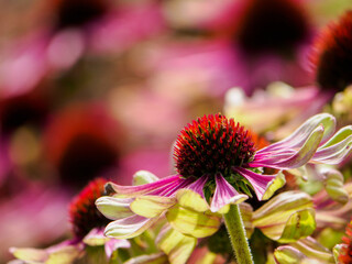 Echinacea Moench