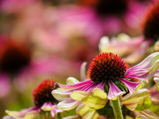 Echinacea Moench