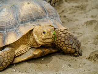 Large desert tortoise, close-up of head.