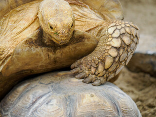 Large desert tortoise, close-up of head.