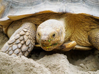 Large desert tortoise, close-up of head.