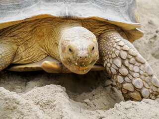 Large desert tortoise, close-up of head.