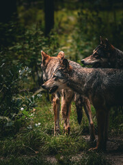 Wolf in the forest, wild animals