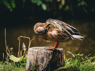 Mallard duck, female