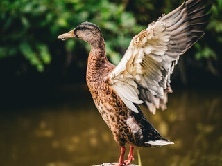 Mallard duck, female
