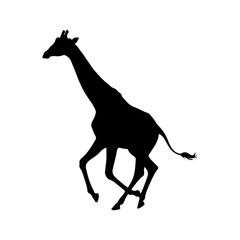 A silhouette fast running giraffe in isolated.