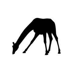 A silhouette giraffe bending down in isolated.