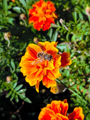 Macro shot of a honeybee collecting nectar from a vibrant marigold flower. Bright orange-red petals, yellow center, and blurred green background highlight pollination in nature.
