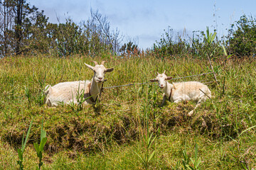 Goats Grazing on Meadow in Prazeres, Madeira   Kozy pasące się na łące w Prazeres na Maderze © Adrian White
