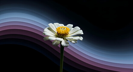 A single white zinnia flower with a yellow center against a dark background with curved lines