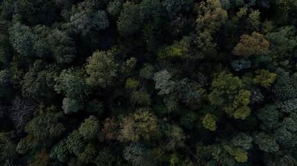 Fototapeta premium Aerial View of Dense Forest: Natural Ecology and Outdoor Landscape