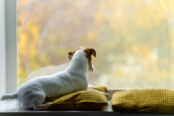 Sadness dog looking out the windows. Jack russell sitting on window and wait owner.
