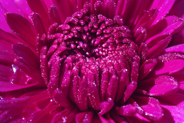 The flower Chrysanthemum macro with morning dew on petals.