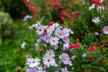 Delicate flowers captured on a foggy autumn day, surrounded by mist and muted colors. The image conveys a peaceful, melancholic mood and the quiet beauty of nature during the fall season. 