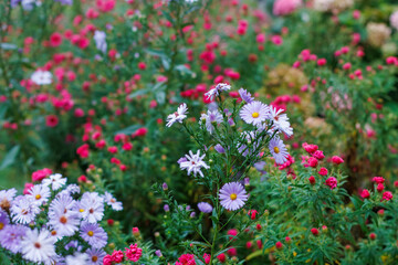 Fototapeta premium Delicate flowers captured on a foggy autumn day, surrounded by mist and muted colors. The image conveys a peaceful, melancholic mood and the quiet beauty of nature during the fall season. 