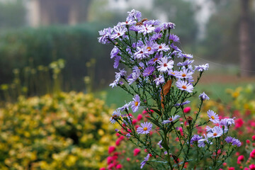 Delicate flowers captured on a foggy autumn day, surrounded by mist and muted colors. The image conveys a peaceful, melancholic mood and the quiet beauty of nature during the fall season. 