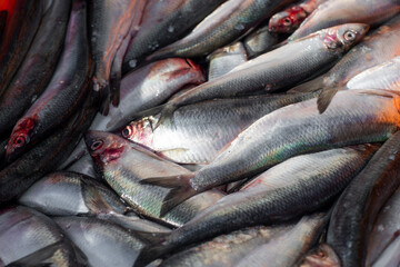 Raw herring in a box on the market