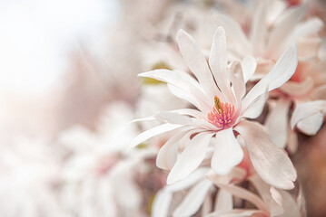 A soft-focus close-up shot of a delicate, pale pink and white star magnolia flower with a small bee on its stamen, bathed in bright natural light, suggesting spring and tranquility.