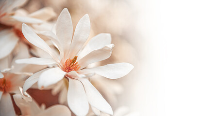 A soft-focus close-up shot of a delicate, pale pink and white star magnolia flower with a small bee on its stamen, bathed in bright natural light, suggesting spring and tranquility.