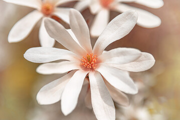 A soft-focus close-up shot of a delicate, pale pink and white star magnolia flower with a small bee on its stamen, bathed in bright natural light, suggesting spring and tranquility.