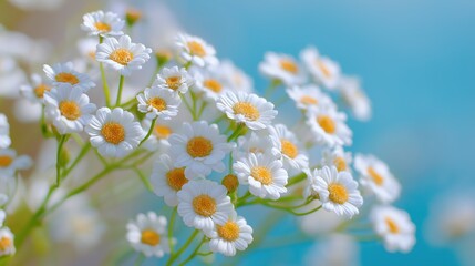 Soft White Daisies Against Turquoise Background