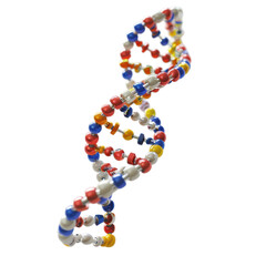 Colorful DNA model showing the double helix structure in a clear and educational display