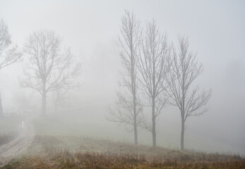 Dense mist in rural mountain region with foggy trees silhouettes and road path