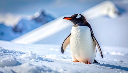 Fototapeta premium Gentoo Penguin Standing Proudly on Snowy Antarctic Landscape.