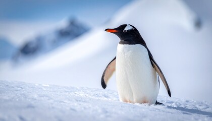Fototapeta premium Gentoo penguin standing in snow, looking towards the horizon, Antarctica.