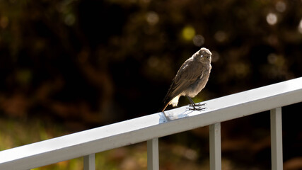 A small, dark flycatcher or finch-like bird is perched on a white metal railing, backlit by a bright spot of sun and isolated against a dark, bokeh background. Focus on backlight and texture.