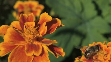 Macro shot of a honeybee collecting nectar from a vibrant marigold flower. Bright orange-red petals, yellow center, and blurred green background highlight pollination in nature. - Powered by Adobe