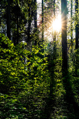 Obraz premium Bright Sunburst Through Lush Green Forest Canopy