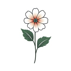  flower with pink and white petals  isolated on white background