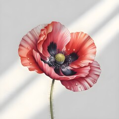 red poppy flower with a green stem