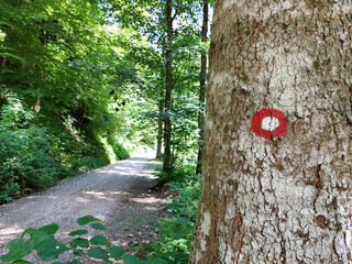 hiking sign in a green forest on Pohorje, Slovenia