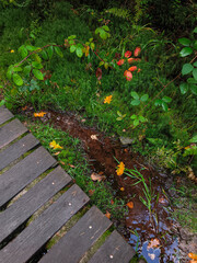 Autumn foliage with wooden pathway beside a small stream and lush green vegetation in Adrspach, Czech republic