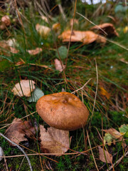 Brown mushroom growing in a forest floor surrounded by autumn leaves and green grass in Adrspach, Czech republic