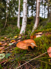 Brown mushroom growing on forest floor surrounded by green moss and birch trees in autumn in Adrspach, Czech republic