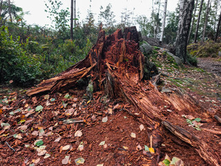 Fallen tree stump surrounded by autumn leaves in a serene forest setting with natural textures in Adrspach, Czech republic