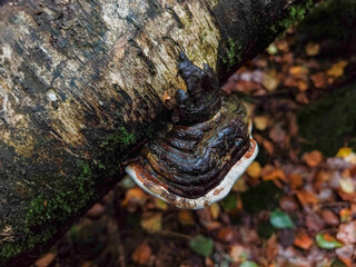 Obraz premium Dark brown mushroom growing on a tree trunk in an autumn forest with fallen leaves surrounding in Adrspach, Czech republic