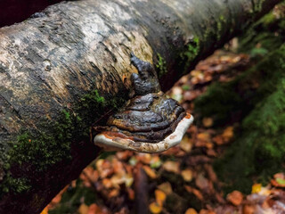 Dark wood with textured mushroom growth, showcasing autumnal forest details and natural decay in Adrspach, Czech republic