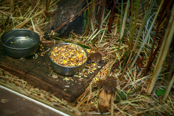 Tiny mouse eating corn from a metallic bowl at the farm