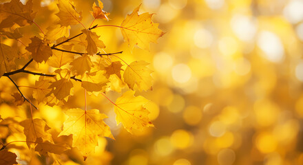 Obraz premium autumn leaves on the tree