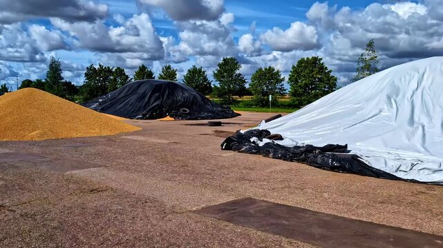 Grains spread out for sun drying in Dobele, Latvia
